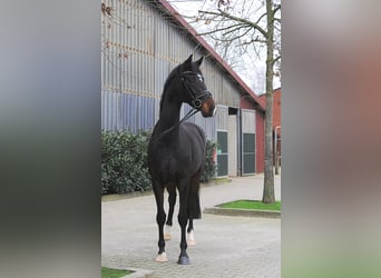 Hannoveraner, Stute, 4 Jahre, 178 cm, Schwarzbrauner