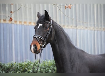 Hannoveraner, Stute, 4 Jahre, 178 cm, Schwarzbrauner