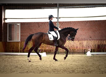 Hannoveraner, Stute, 4 Jahre, 180 cm, Brauner