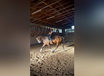 Hannoveraner, Stute, 4 Jahre, 180 cm, Brauner