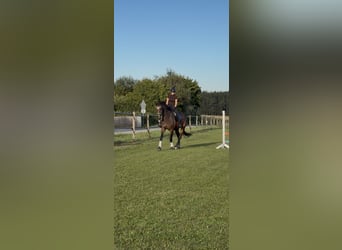 Hannoveraner, Stute, 4 Jahre, 180 cm, Brauner