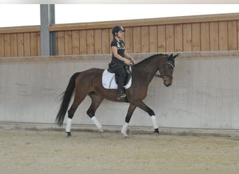 Hannoveraner, Stute, 4 Jahre, Brauner