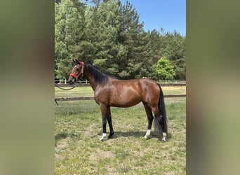 Hannoveraner, Stute, 4 Jahre, Brauner