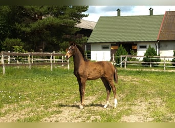 Hannoveraner, Stute, 4 Jahre, Brauner