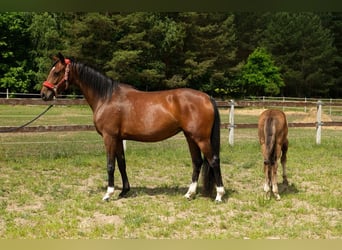 Hannoveraner, Stute, 4 Jahre, Brauner
