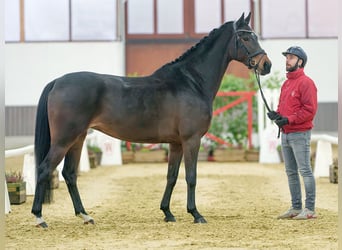 Hannoveraner, Stute, 4 Jahre, Brauner