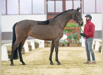 Hannoveraner, Stute, 4 Jahre, Brauner