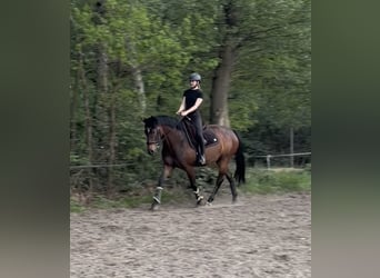 Hannoveraner, Stute, 4 Jahre, Brauner