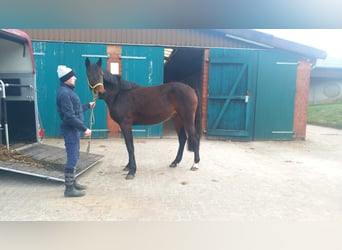 Hannoveraner, Stute, 4 Jahre, Brauner
