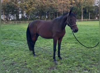 Hannoveraner, Stute, 4 Jahre, Brauner