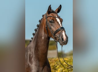 Hannoveraner, Stute, 4 Jahre, Dunkelbrauner