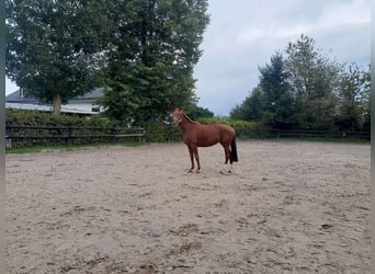 Hannoveraner, Stute, 4 Jahre, Fuchs