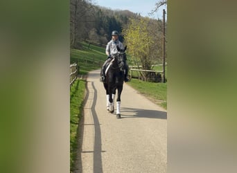Hannoveraner, Stute, 4 Jahre, Rappe