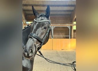 Hannoveraner, Stute, 4 Jahre, Rappe