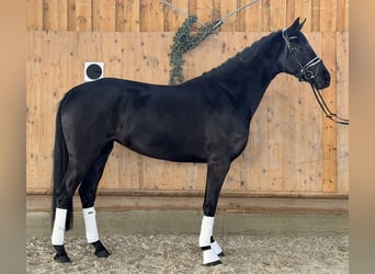 Hannoveraner, Stute, 4 Jahre, Rappe