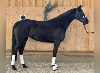 Hannoveraner, Stute, 4 Jahre, Rappe