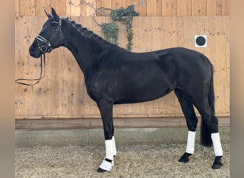 Hannoveraner, Stute, 4 Jahre, Rappe