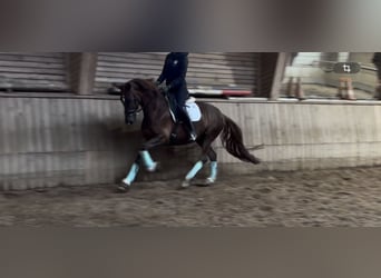 Hannoveraner, Stute, 5 Jahre, 157 cm, Dunkelfuchs