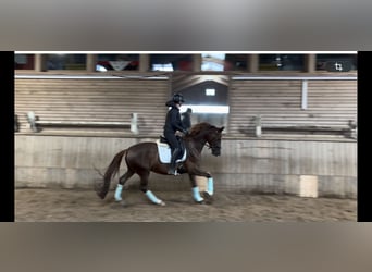 Hannoveraner, Stute, 5 Jahre, 157 cm, Dunkelfuchs