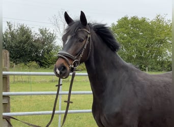 Hannoveraner, Stute, 5 Jahre, 158 cm, Dunkelbrauner