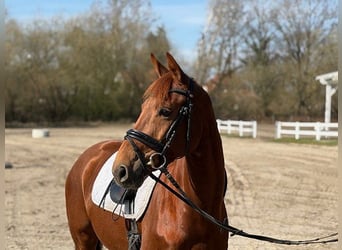 Hannoveraner, Stute, 5 Jahre, 158 cm, Dunkelfuchs