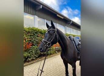 Hannoveraner, Stute, 5 Jahre, 158 cm, Rappe