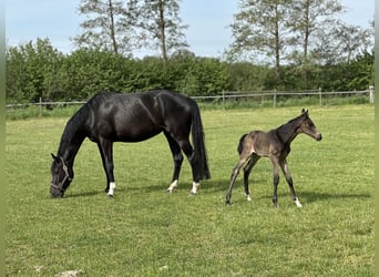 Hannoveraner, Stute, 5 Jahre, 158 cm, Schwarzbrauner