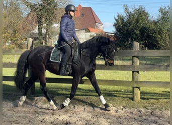 Hannoveraner, Stute, 5 Jahre, 160 cm, Dunkelbrauner