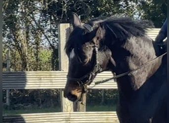 Hannoveraner, Stute, 5 Jahre, 160 cm, Dunkelbrauner