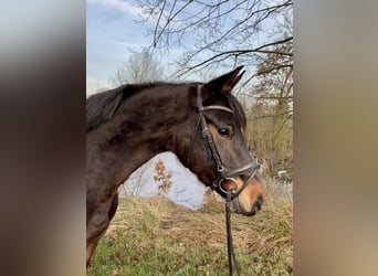 Hannoveraner, Stute, 5 Jahre, 160 cm, Dunkelbrauner