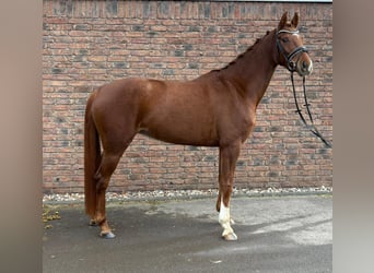 Hannoveraner, Stute, 5 Jahre, 160 cm, Dunkelfuchs