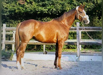 Hannoveraner, Stute, 5 Jahre, 160 cm, Fuchs