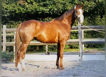 Hannoveraner, Stute, 5 Jahre, 160 cm, Fuchs