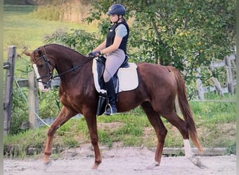 Hannoveraner, Stute, 5 Jahre, 160 cm, Fuchs