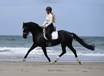 Hannoveraner, Stute, 5 Jahre, 160 cm, Rappe