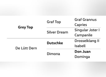 Hannoveraner, Stute, 5 Jahre, 160 cm, Schimmel
