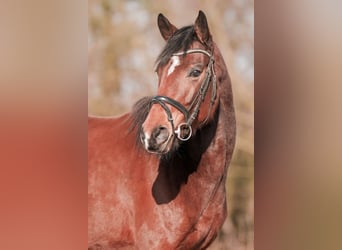 Hannoveraner, Stute, 5 Jahre, 161 cm, Brauner