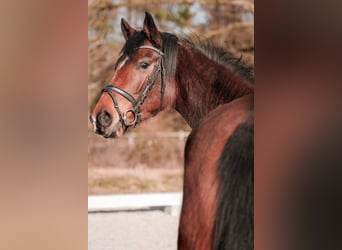 Hannoveraner, Stute, 5 Jahre, 161 cm, Brauner