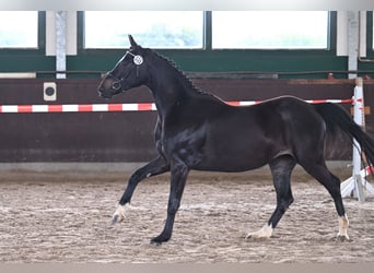 Hannoveraner, Stute, 5 Jahre, 161 cm, Schwarzbrauner