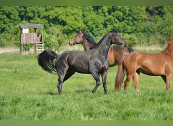 Hannoveraner, Stute, 5 Jahre, 161 cm, Schwarzbrauner