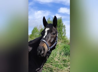 Hannoveraner, Stute, 5 Jahre, 161 cm, Schwarzbrauner