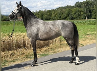 Hannoveraner, Stute, 5 Jahre, 162 cm, Apfelschimmel