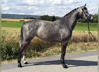 Hannoveraner, Stute, 5 Jahre, 162 cm, Apfelschimmel