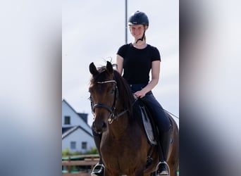 Hannoveraner, Stute, 5 Jahre, 162 cm, Brauner
