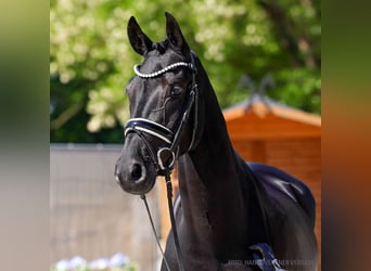 Hannoveraner, Stute, 5 Jahre, 162 cm, Brauner