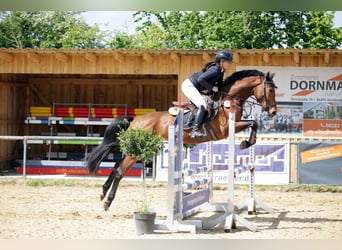 Hannoveraner, Stute, 5 Jahre, 162 cm, Brauner