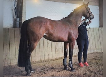 Hannoveraner, Stute, 5 Jahre, 162 cm, Brauner