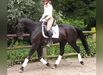 Hannoveraner, Stute, 5 Jahre, 162 cm