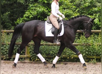 Hannoveraner, Stute, 5 Jahre, 162 cm