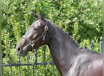 Hannoveraner, Stute, 5 Jahre, 162 cm